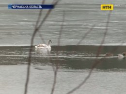 В Черкасской области из ледовой ловушки спасли лебедя