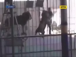 Під час вистави в єгипетському цирку лев розірвав дресирувальника