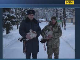 Прикордонники провели спецоперацію із порятунку лелек