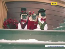 В США отсняли рождественский клип с мопсами