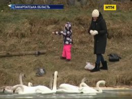 В Ужгороді підгодовують та рахують на щастя лебедів