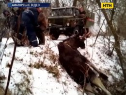 Масштабна операція з порятунку лося на Харківщині