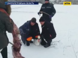 На Дніпропетровщині надзвичайники провели операцію з порятунку пораненого лебедя