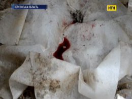 Мать-детоубийцу разоблачили на Херсонщине