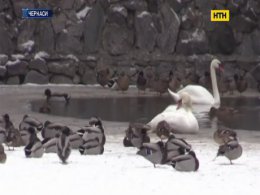 Как готовятся к праздникам обитатели черкасского зоопарка