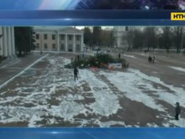 Красуня-ялинка впала на Київщині