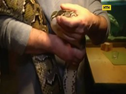 В Ужгороді врятували пітона-мандрівника