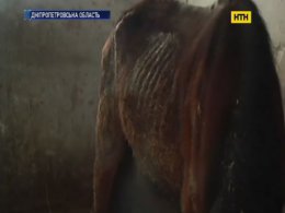 Владелец конюшни на Днепропетровщине заморил голодом лошадей