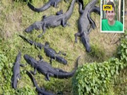 Сына Кличко в Майами покусал крокодил