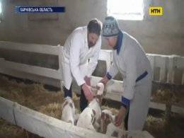 На Харківщині корова народила одразу чотирьох телят