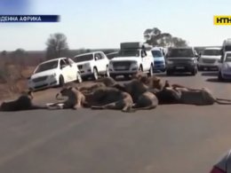 В Африці леви влаштували бенкет посеред траси