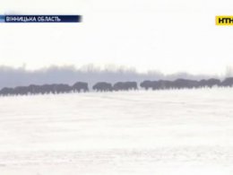На Вінничині через браконьєрів під загрозою популяція зубрів