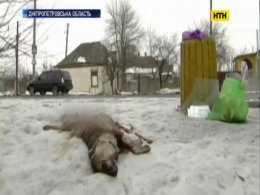 У Павлограді з надмірною жорстокістю вбивають собак