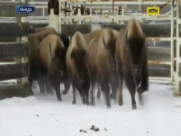 В Канаде возрождают популяцию бизонов