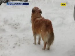 Страшна знахідка на Житомирщині