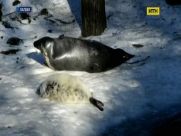 У латвійському звіринці народилося біле дитинча тюленя