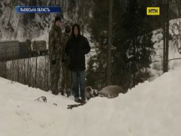 На Львовщине браконберы убили беременных самок оленя