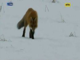 В Сумах ищут бешеную лису, которая покусала мужчину