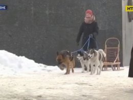 Ровенские школьницы катаются по городу на санях, запряженных домашними собаками