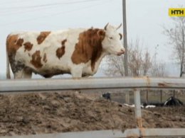 В Винницкой области поймали похитителей скота