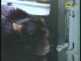 Пацюки тероризують киян