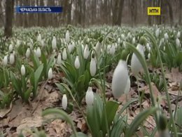 Молоді активісти охороняють від знищення первоцвіти на Черкащині