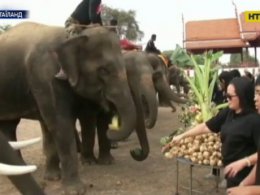У Таїланді рятуватимуть від винищення й експлуатації популяцію слонів