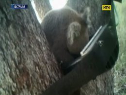 Австралійці рятують коал від спраги