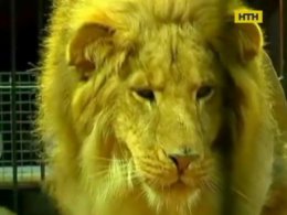 На Чернігівщині левиця напала на доглядальника і втекла з цирку