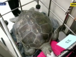 У Бангкоку померла велика морська черепаха, яка проковтнула більше 900 монет
