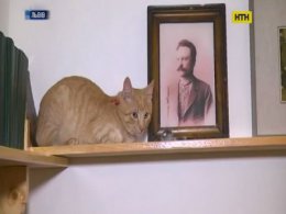 Музей Франка провів конкурс на посаду кота