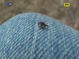 Начался сезон клещей - меры безопасности
