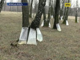 Як на Волині збирають природну панацею - березовий сік