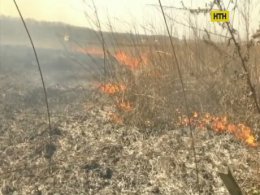 Рекордное количество пожаров возникла из-за сжигания сухой травы