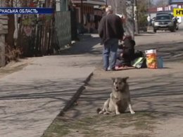 В Черкасской области зоозащитники масштабно стерилизуют бездомных животных