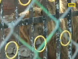 У хмельницькому зоокуточку дорослий ведмідь загриз ведмежа
