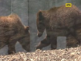 Уникальные вольеры для хищников построили в черкасском зоопарке
