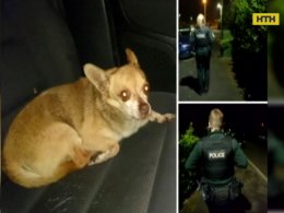 Курйозний напад маленької агресивної собачки на поліцію в Північній Ірландії
