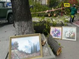 В центре Киева ветер сломал огромное дерево