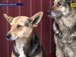 В Черкасской области продолжается масштабная стерилизация бездомных собак