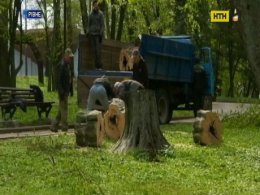 Дерево упало на женщину с детской коляской в Ровно