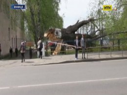 Зламане вітром дерево травмувало школяра у Вінниці