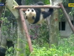 Китайские панды занимаются фитнесом и худеют с наступлением весны