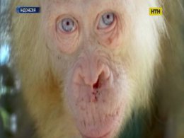 На Борнео спасли орангутанга-альбиноса