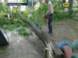 У Мелітополі дерево впало на жінку з візочком