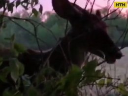 Американские охотники сняли трогательное видео с олененком