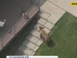 В США отважный щенок спас дом от медведя