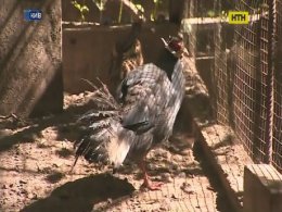 В столице убили птиц в частном мини-зоопарке