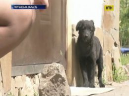 Село на Полтавщині повстало проти вбивці собак