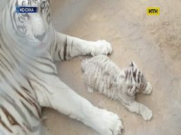 В Мексике родились белые тигрята